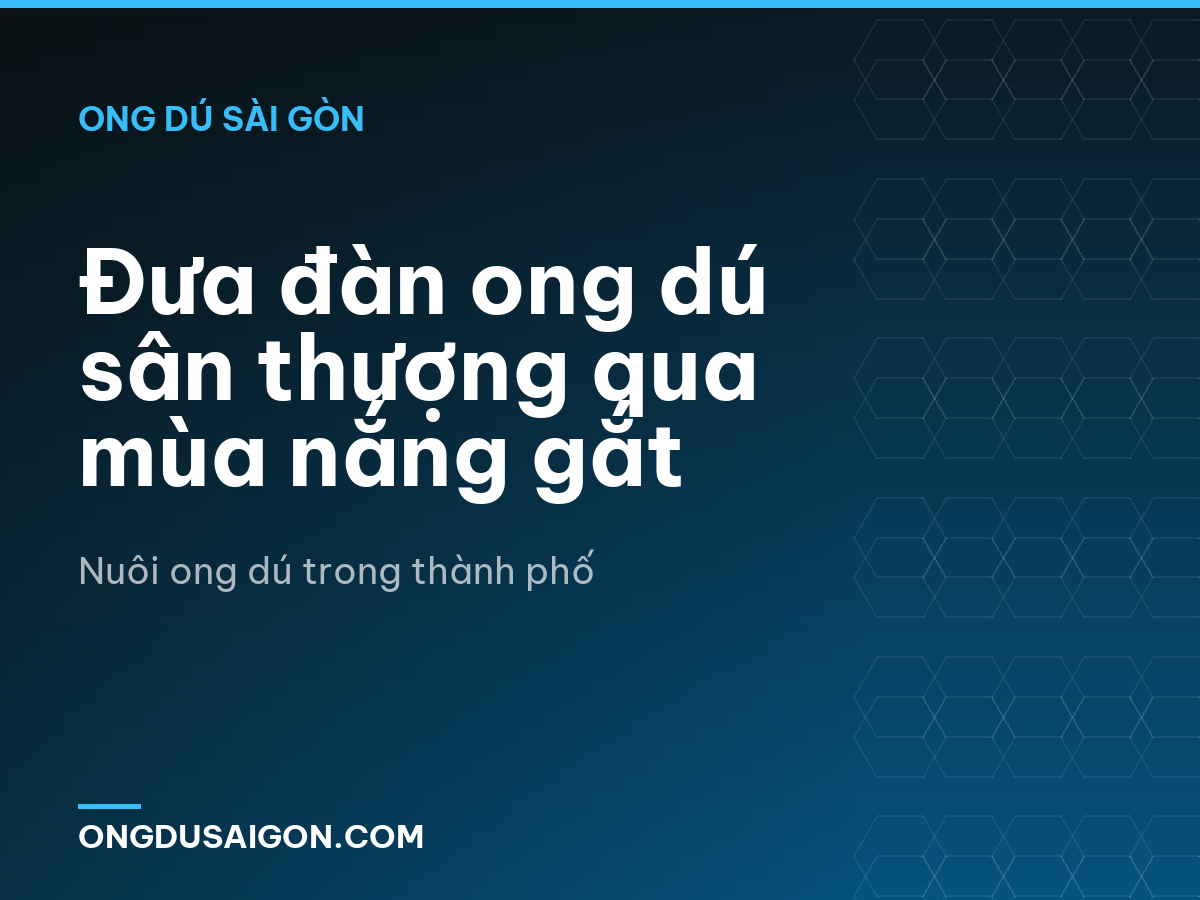 Đưa đàn ong dú sân thượng qua mùa nắng gắt