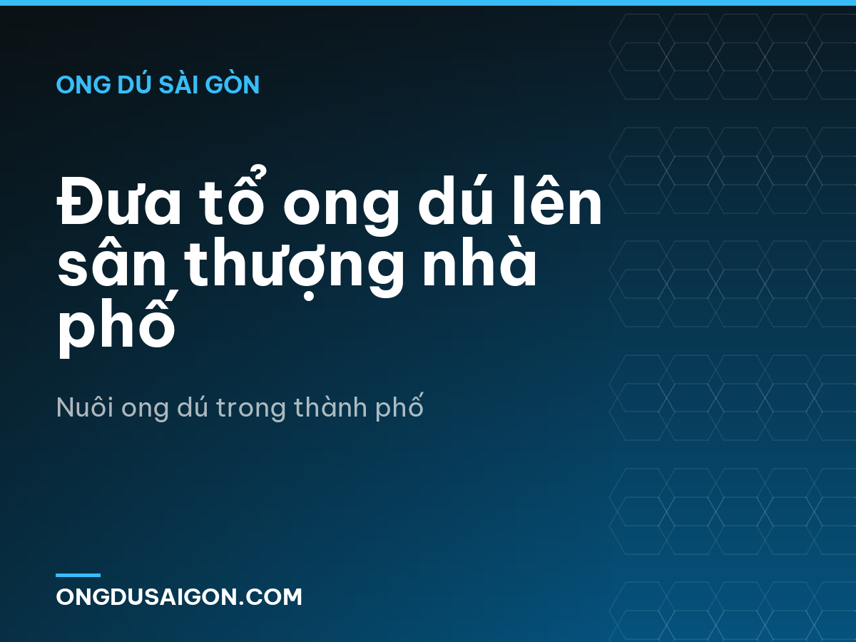 Đưa tổ ong dú lên sân thượng nhà phố