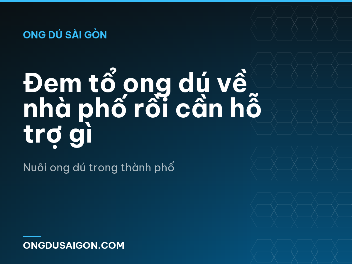 Đem tổ ong dú về nhà phố rồi cần hỗ trợ gì