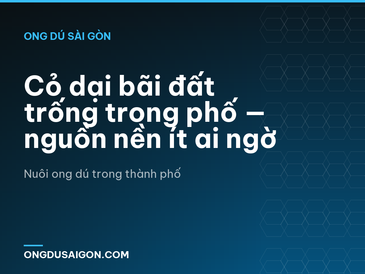 Cỏ dại bãi đất trống trong phố — nguồn nền ít ai ngờ