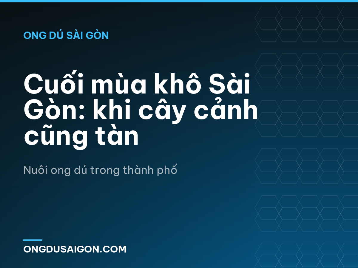 Cuối mùa khô Sài Gòn: khi cây cảnh cũng tàn