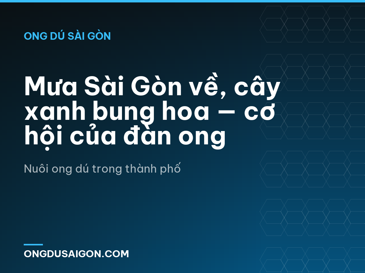 Mưa Sài Gòn về, cây xanh bung hoa — cơ hội của đàn ong