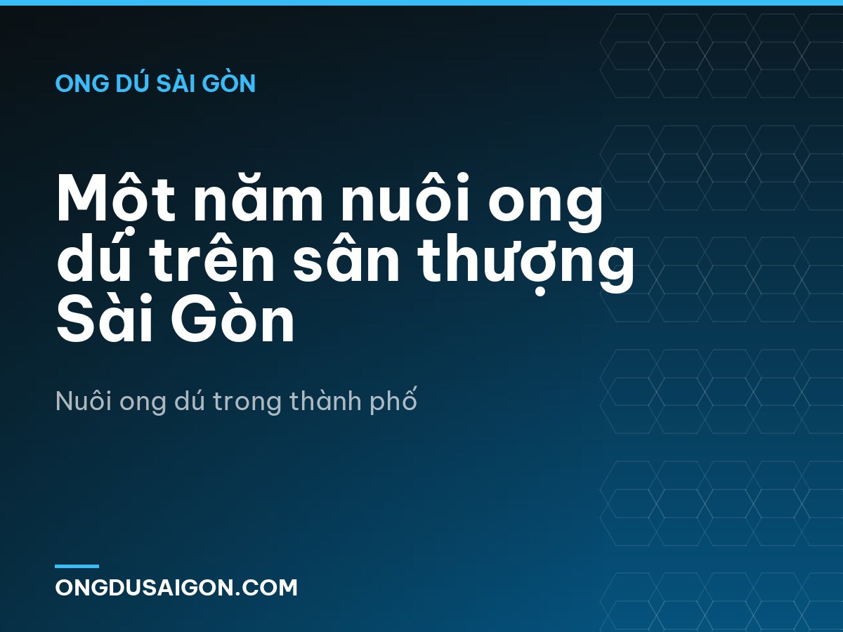 Một năm nuôi ong dú trên sân thượng Sài Gòn