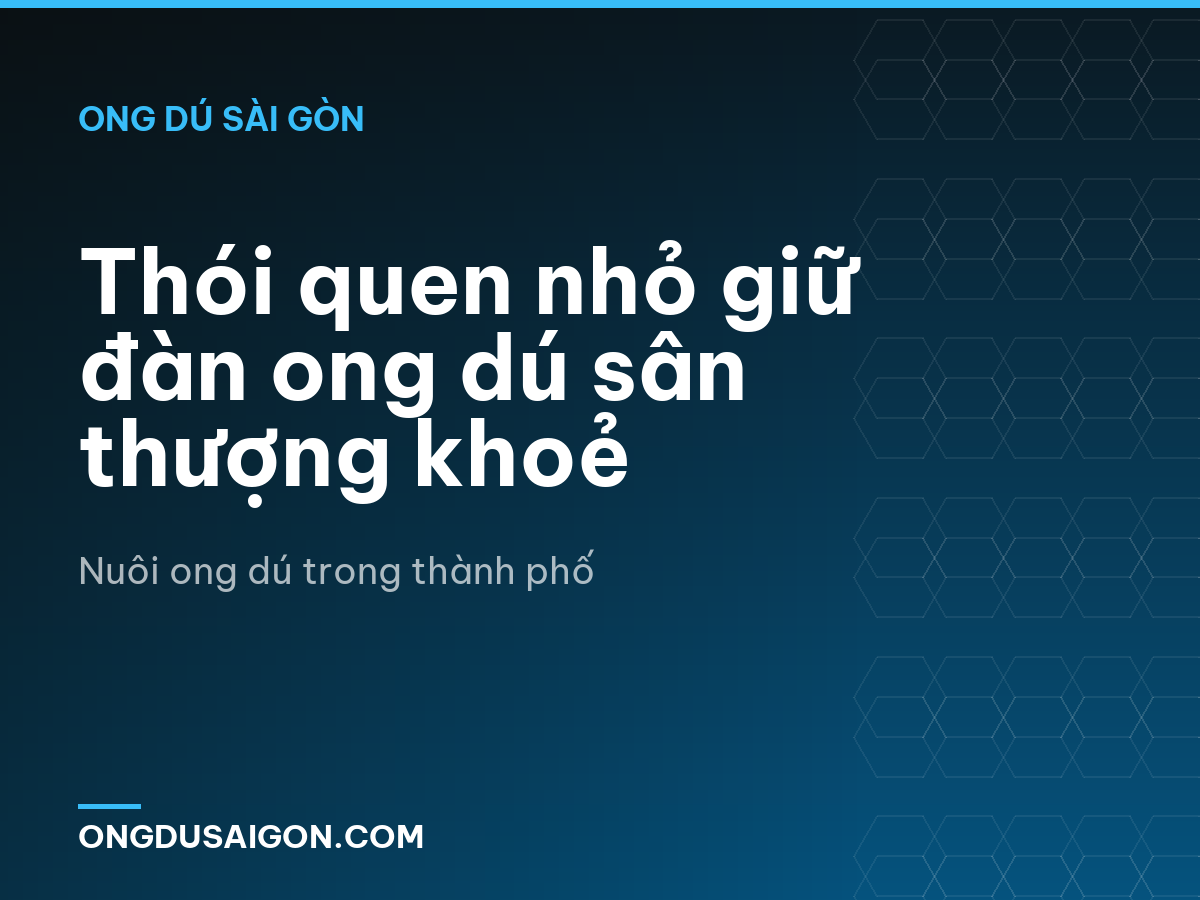 Thói quen nhỏ giữ đàn ong dú sân thượng khoẻ