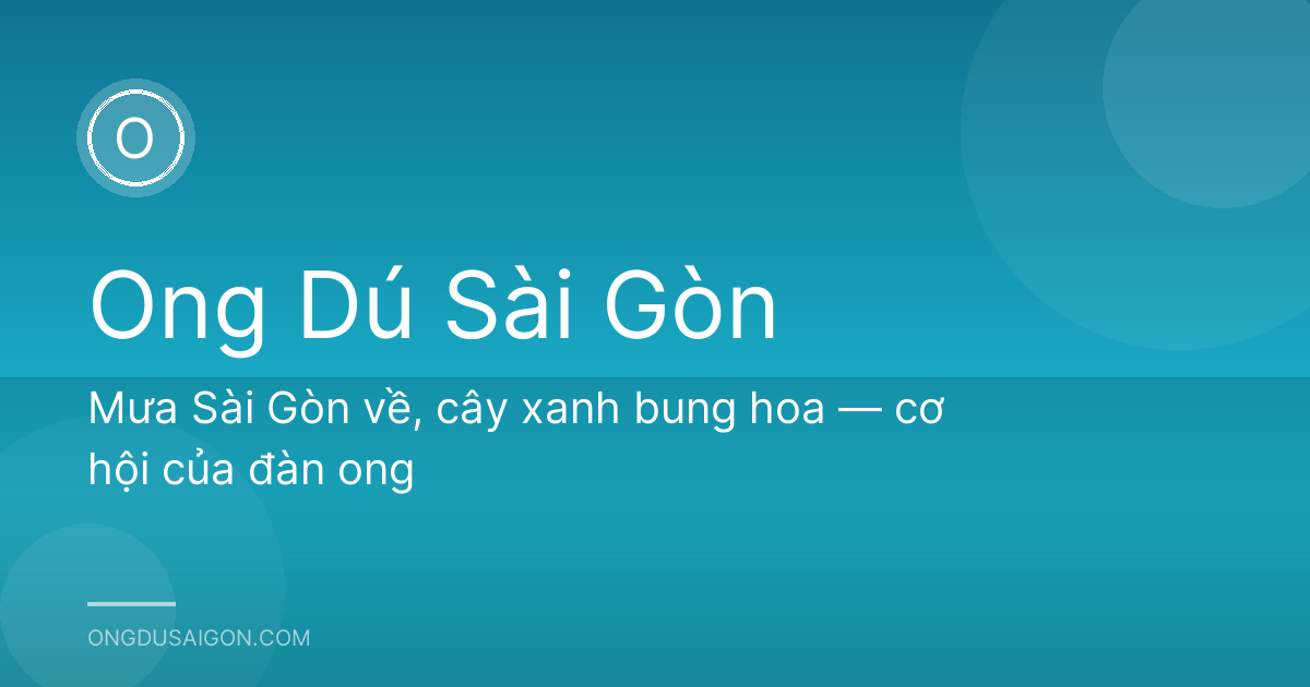 Mưa Sài Gòn về, cây xanh bung hoa — cơ hội của đàn ong
